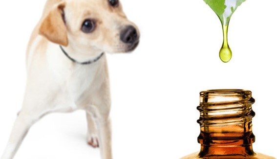 Aromaterapia Veterinaria - Aceites Esenciales en el Perro
