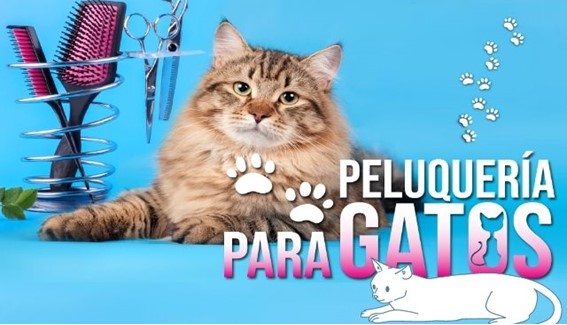 Peluquería para Gatos