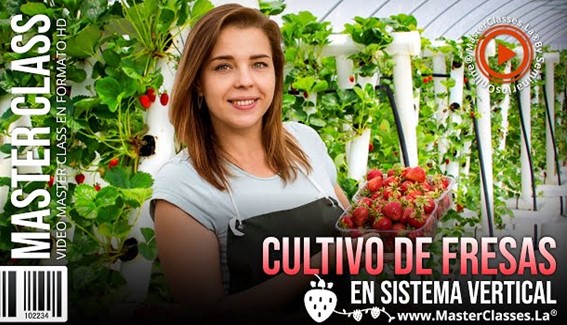 Cultivo de Fresas en Sistema Vertical