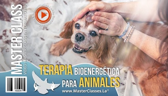 Terapia Bioenergética para Animales