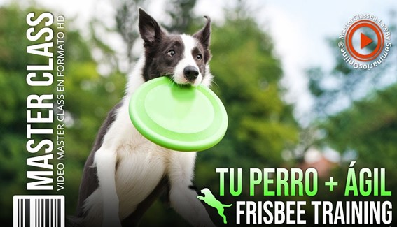 Tu Perro + Ágil - Frisbee Training