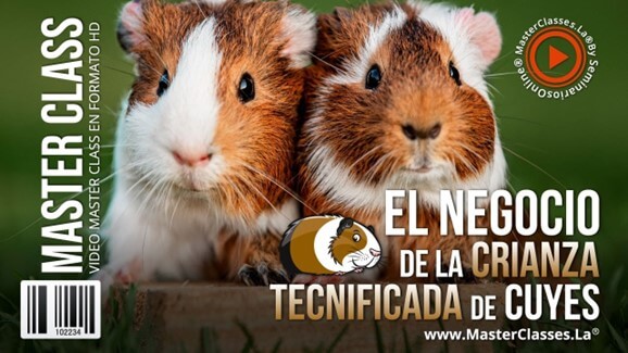 El Negocio de la Crianza Tecnificada de Cuyes